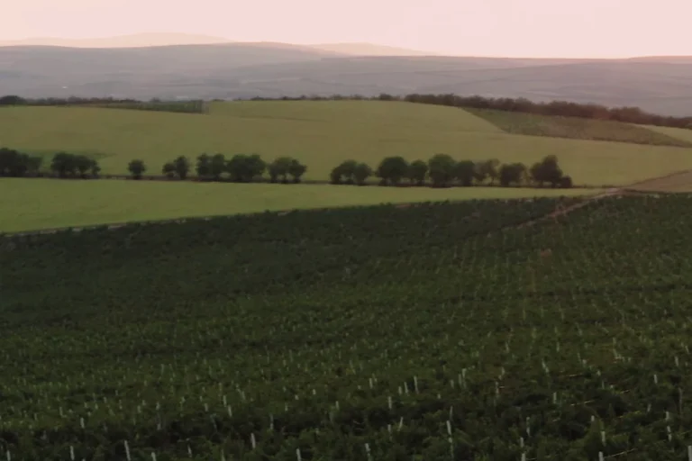 A vineyard at sunset: rows of vines on a hillside, with fields and woods in the distance