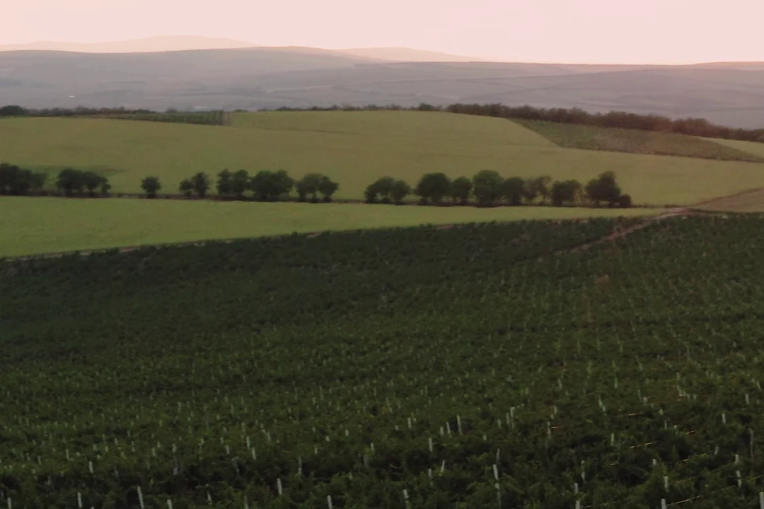 A vineyard at sunset: rows of vines on a hillside, with fields and woods in the distance